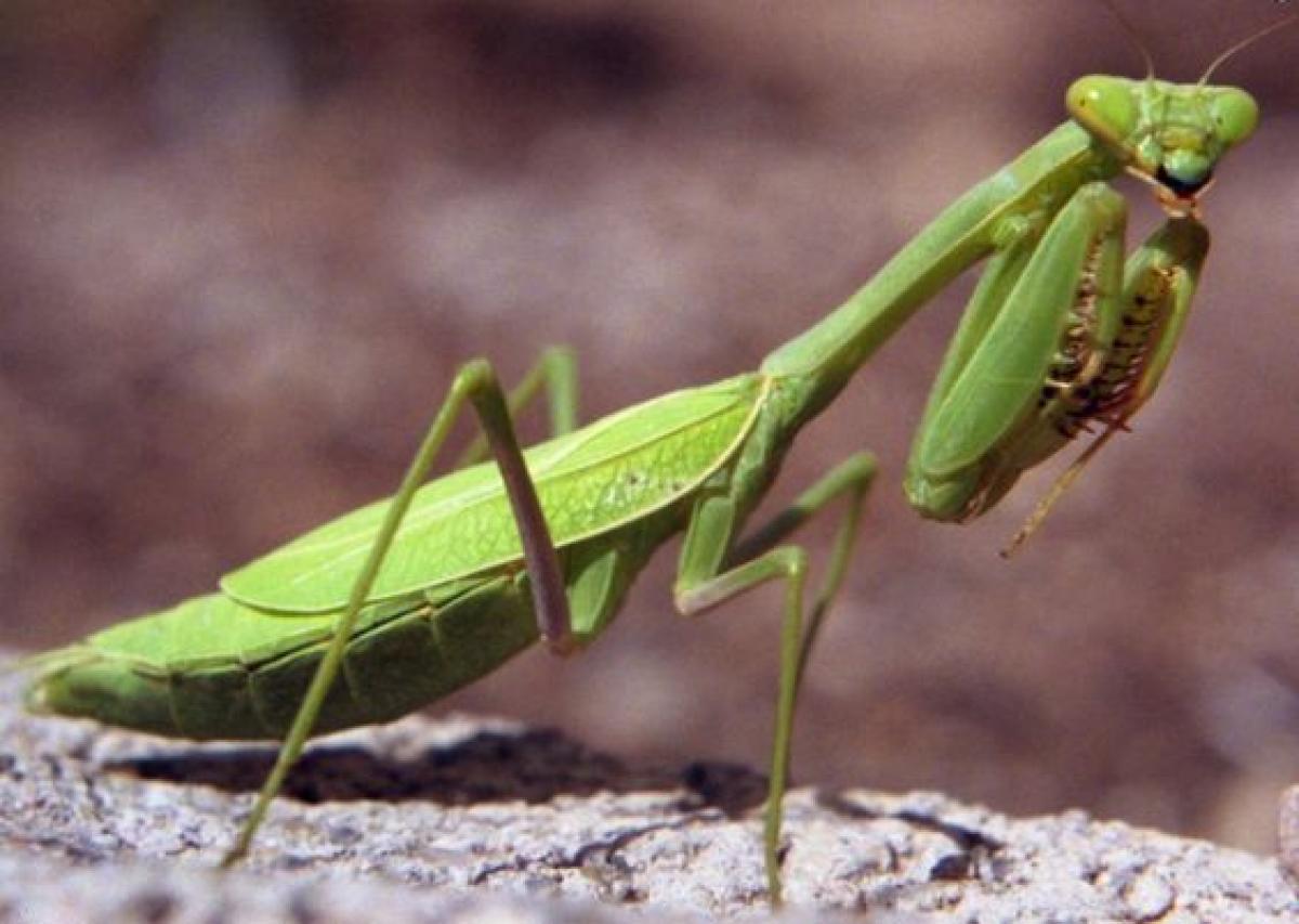 HR must know about Praying Mantis…